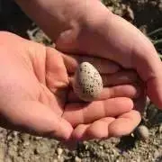 さなまるの画像
