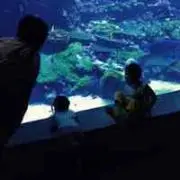 ☆☆りんご☆☆☆