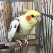 かず