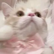 Miiの画像