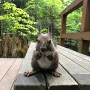 とさん