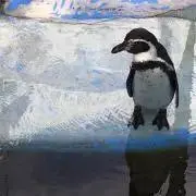 ことりえの画像
