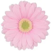 cotton