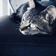 Zuuui