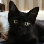あさどん