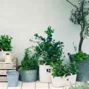 S☆の画像