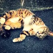 せんべいの画像