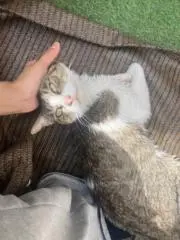 田中にゃんみザウルスの画像