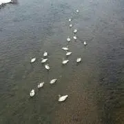 GG