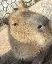 ジュリアンの画像