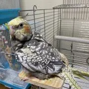 オカメインコの画像