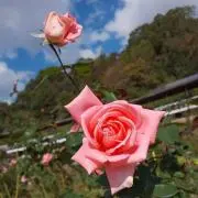 mamimoの画像