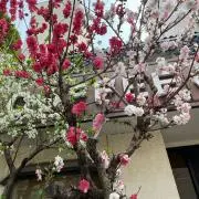 みんみんの画像