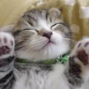 ぽぽこの画像