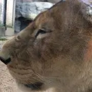 pineの画像
