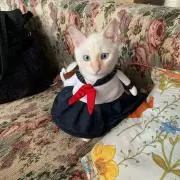みか