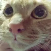 ひよこ