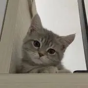 るのの画像