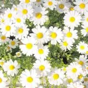 こじたんε゜))プロフ必読※