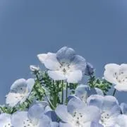 Syuuの画像