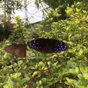 はなべぇの画像