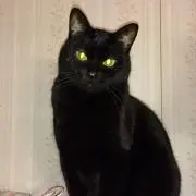 あずきの画像
