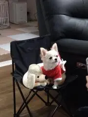 ルーラーシップの画像