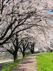 cherryblossomsの画像