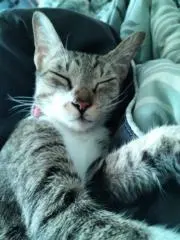 lele