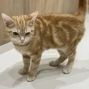 Noの画像