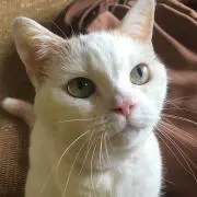 まろにい