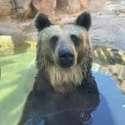 シーザンズ