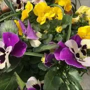 ちい ⭐︎さんプロフ必読 断捨離中〜の画像