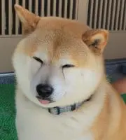 リョウの画像