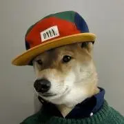 柴犬の画像
