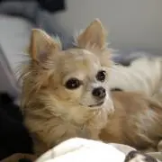 ayyya