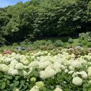 チルチルの画像