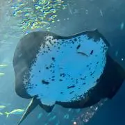 あかね