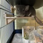 mimi