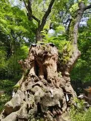 まりもの画像