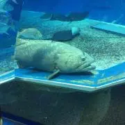 あひる
