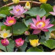 gumiの画像