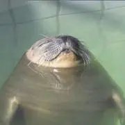 ぷかぷかの画像