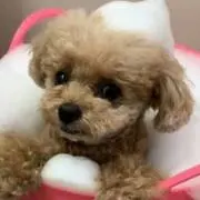 にじ