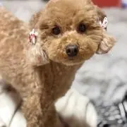 るいの画像