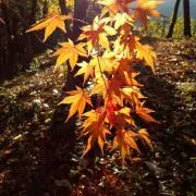 紅葉