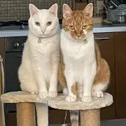 おくてつの画像