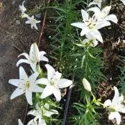 ★白い花♨️ありがとうございました❣️