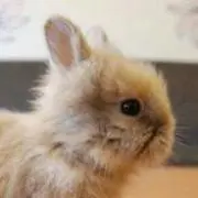 うさぎの画像