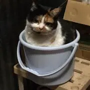 おかっぱ(・ω・)